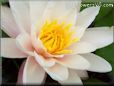 water lily picture