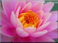 pink water lily picture
