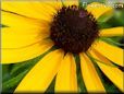 yellow coneflower  pictures