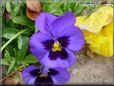 pansy pictures