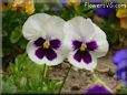 white and purple pansy picture