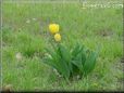 yellow tulip picture