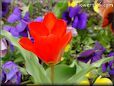 tulip flower pictures
