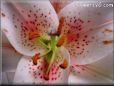 oriental lily