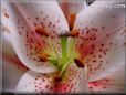 oriental lily picture