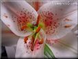 oriental lily flower