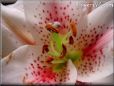 white oriental lilies