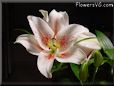 oriental lilies flower