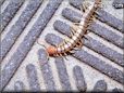 centipede insect