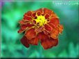 marigold flower picture