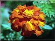 marigold picture