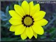 yellow gazania flower picture