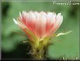 red cactus flower pictures