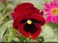 maroon pansy picture
