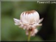 strawflower flower picture