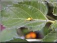 yellow crabspider