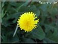 dandelion flower picture