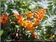 orange trumpet flower picture