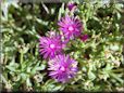 iceplant picture