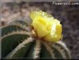 yellow cactus flower pictures