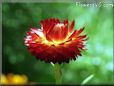 red strawflower flower picture