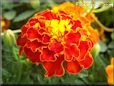 red marigold flower