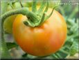 orange tomato