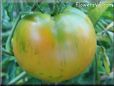 green tomato