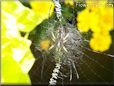 underbelly garden spider