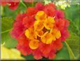 mixed color lantana flower