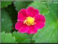red strawberry flower blossom