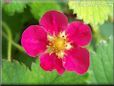 red strawberry flower blossom