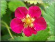 red  Strawberry Blossom pictures