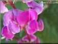 sweet peas blossom flower