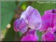 sweet peas blossom flower
