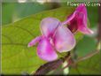 sweet peas blossom flower