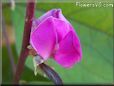 sweet peas blossom flower