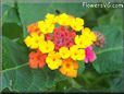 mixed color lantana pictures