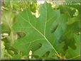 oak tree leaves pictures