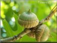 oak tree acorn nut