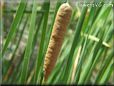 Cattails pictures