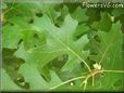 oak tree leaf