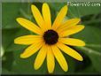 black eyed susan daisy flower
