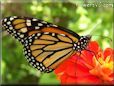 monarch butterfly