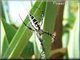  garden spider