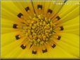yellow gazania flower