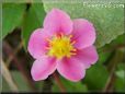 pink strawberry blossom flower