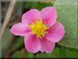 pink strawberry blossom flower