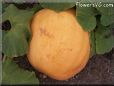 large yellow pumpkin