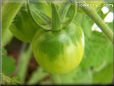 green tomato